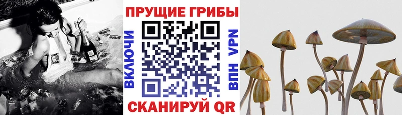 Псилоцибиновые грибы ЛСД  закладка  дарк нет официальный сайт  Урус-Мартан 