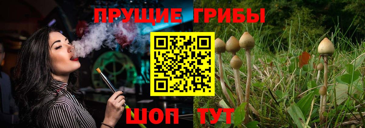 Урус-Мартан  Галлюциногенные грибы Psilocybine cubensis  Вход с VPN 