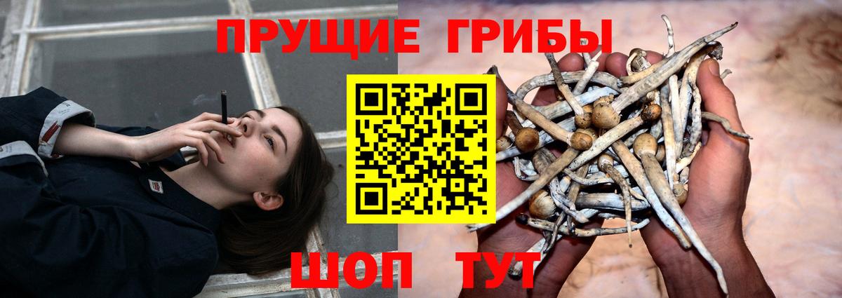 Псилоцибиновые грибы мицелий Урус-Мартан